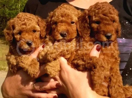 Red Toy Poodle