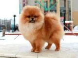 Teddy Face Pomeranian
