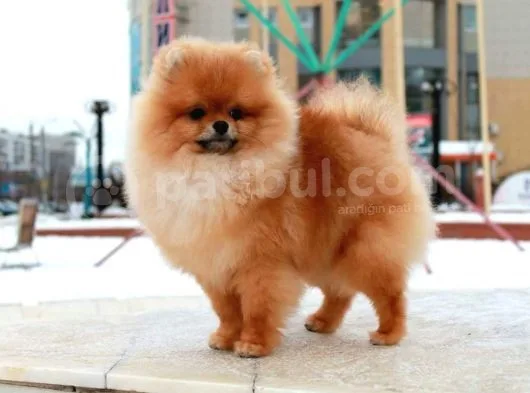 Teddy Face Pomeranian