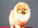 Teddy Face Pomeranian