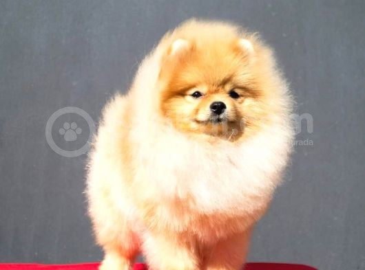 Teddy Face Pomeranian görsel
