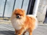 Teddy Face Pomeranian