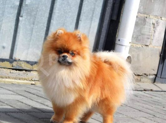 Teddy Face Pomeranian görsel