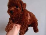 Toy Poodle