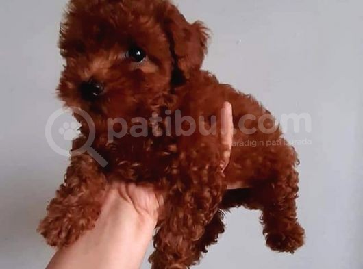 Toy Poodle görsel