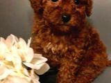 Toy Poodle