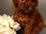 Toy Poodle