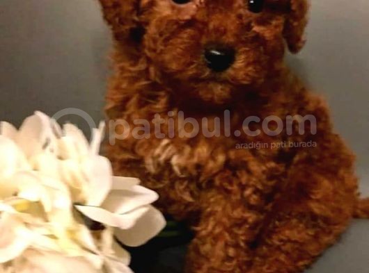 Toy Poodle görsel