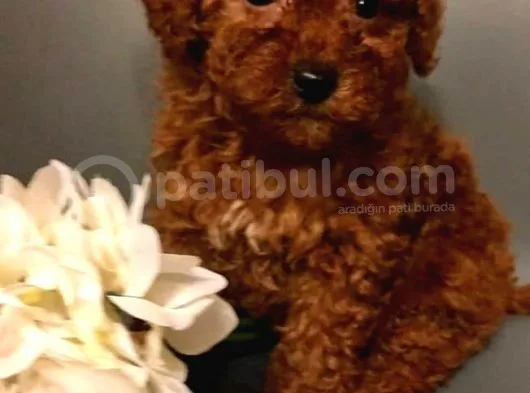 Toy Poodle
