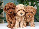 Toy Poodle