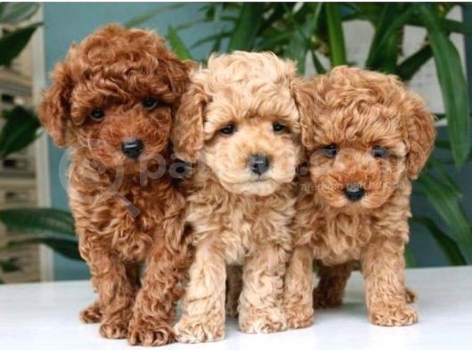 Red Toy Poodle görsel
