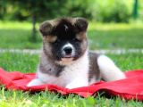 Amerikan Akita