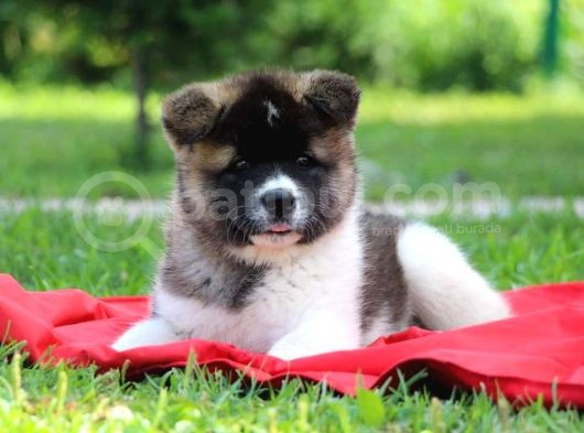Amerikan Akita görsel