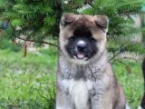 Amerikan Akita