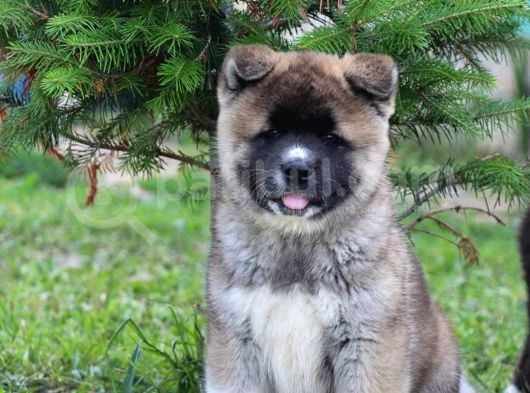 Amerikan Akita görsel