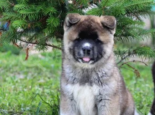Amerikan Akita