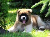 Amerikan Akita