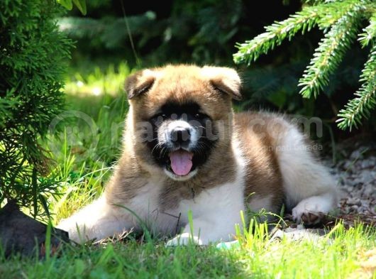 Amerikan Akita görsel