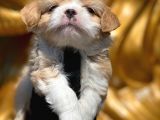 Maltipoo