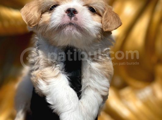 Maltipoo görsel
