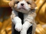 Maltipoo