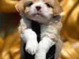 Maltipoo