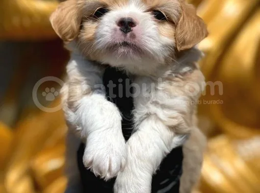 Maltipoo