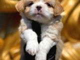 Maltipoo