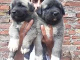 Devasa  Kangal  Yavruları