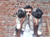 Devasa  Kangal  Yavruları
