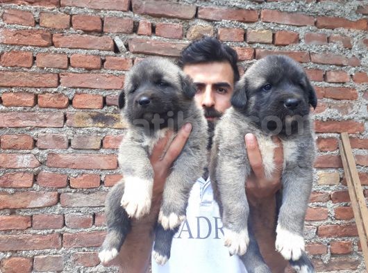 Devasa  Kangal  Yavruları görsel