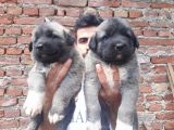 Devasa  Kangal  Yavruları