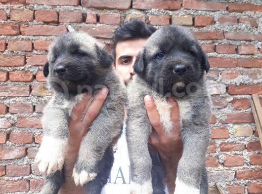 Devasa  Kangal  Yavruları görsel