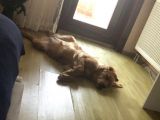 Minnoş Barbie Yuva Arıyor