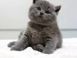 British Shorthair Yavruları