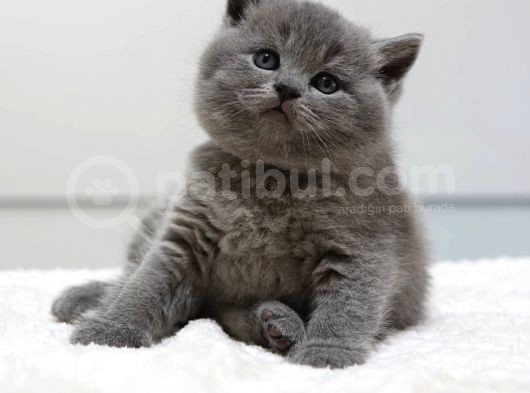 British Shorthair Yavruları görsel