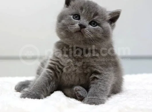 British Shorthair Yavruları