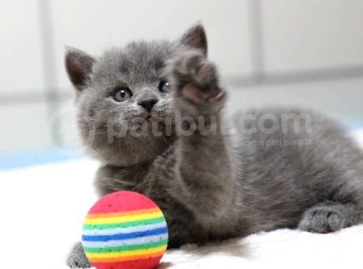 British Shorthair Yavruları görsel
