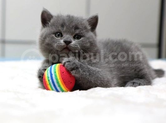British Shorthair Yavruları görsel