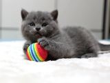 British Shorthair Yavruları