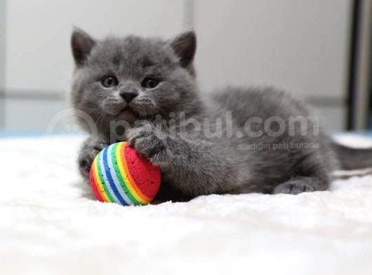 British Shorthair Yavruları görsel