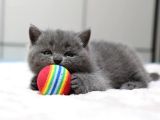 British Shorthair Yavruları