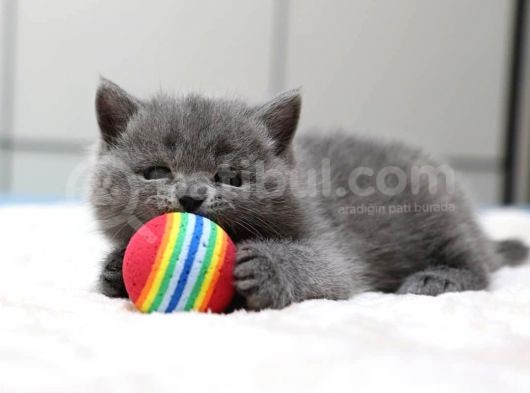 British Shorthair Yavruları görsel