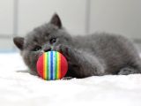 British Shorthair Yavruları