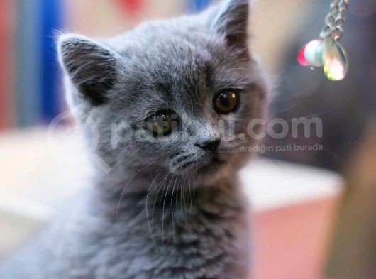 British Shorthair Yavruları görsel