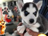 Husky Sibirya Yavruları