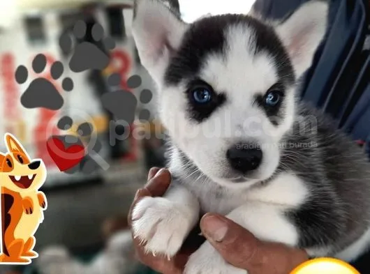 Husky Sibirya Yavruları