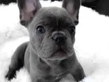 Blue French Bulldog Yavruları