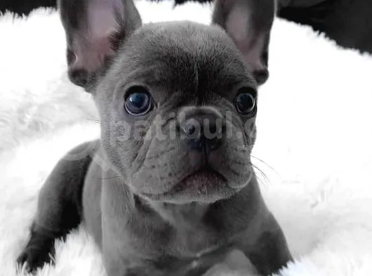 Blue French Bulldog Yavruları