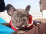 Blue French Bulldog Yavruları